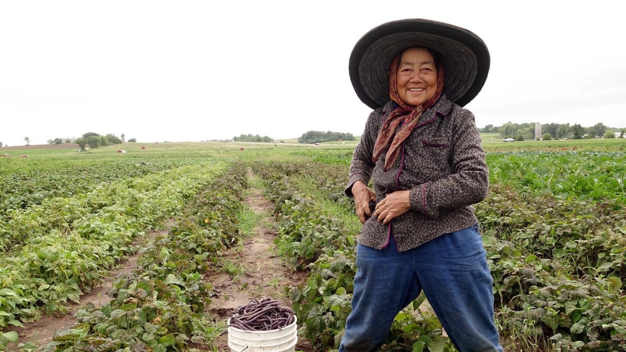 Image for Local Profile: Hmong American Farmers Association