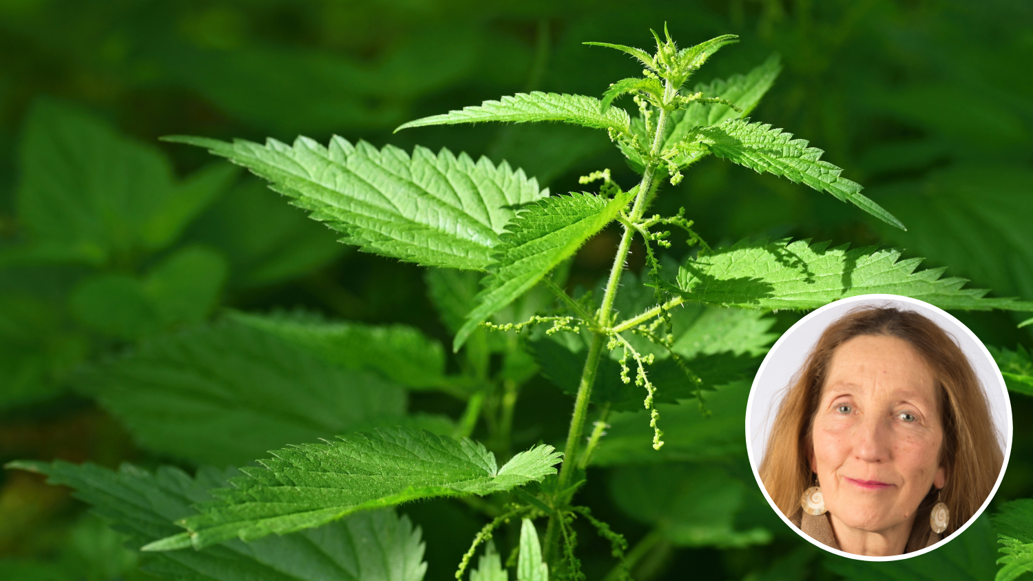 Image for Virtual Class – Medicinal Herb Gardening