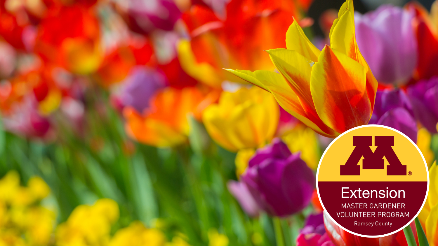 Image for Virtual Class – Garden Planning: Spring Into Summer