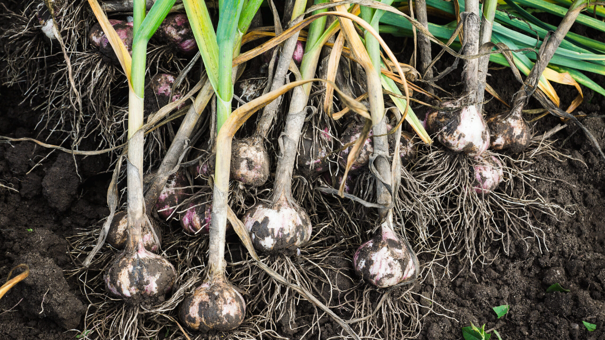 Image for Grow Your Own Garlic