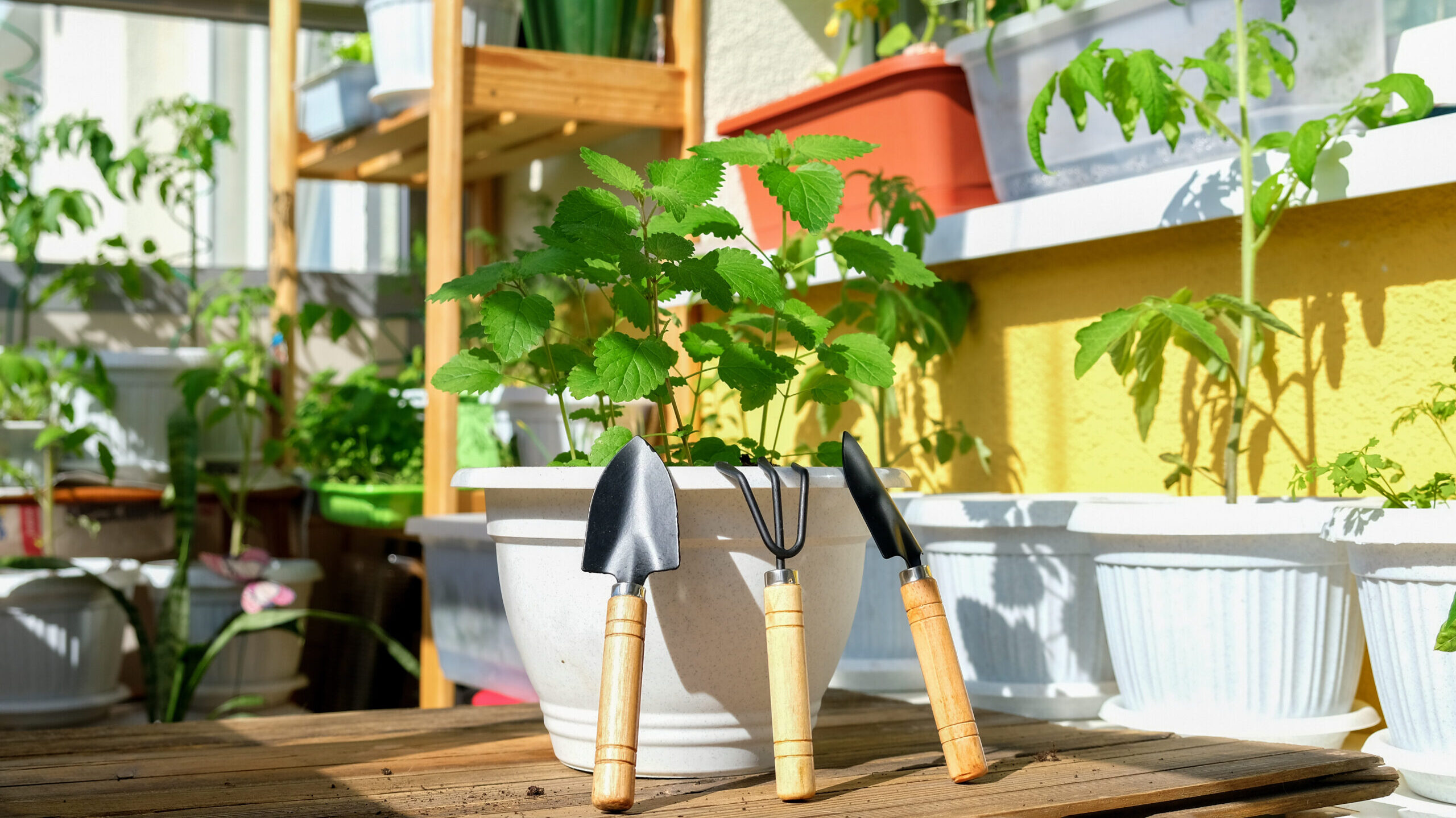 Image for Patio & Small-Space Gardening