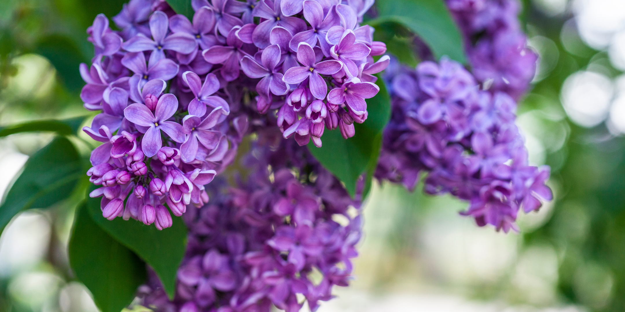 Image for Dayton’s Bluff: Canning Spring Flowers – Lilacs