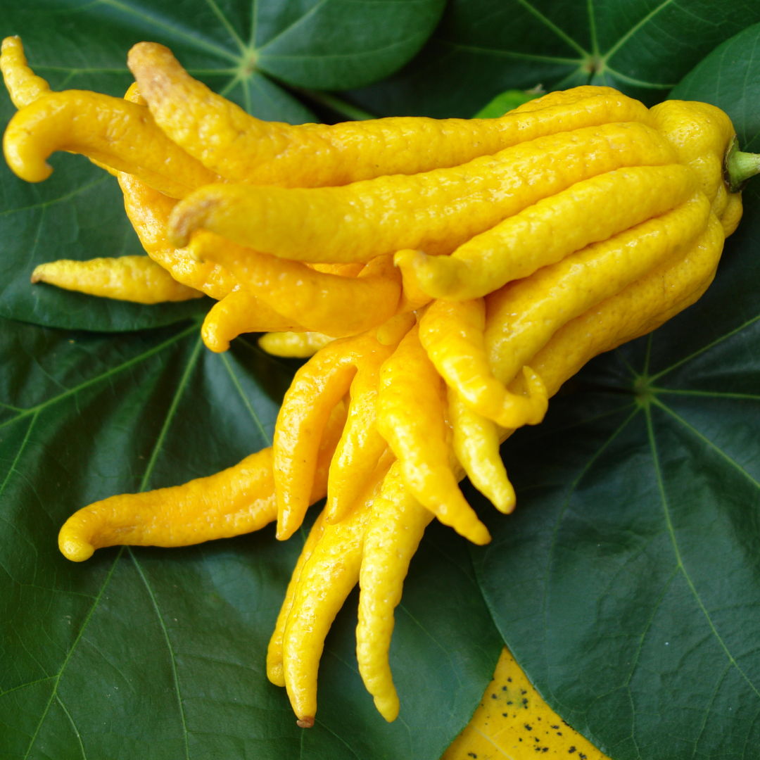Image for Candied Buddha’s Hand Citron