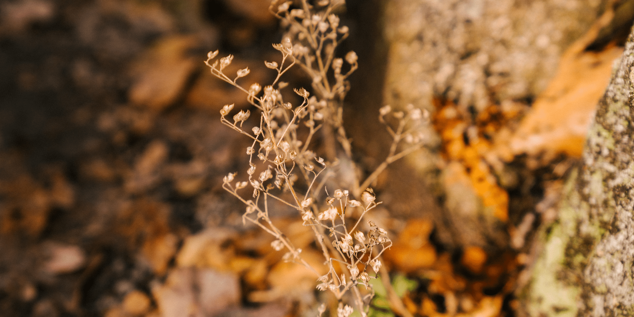 Image for Virtual: Fall Into Winter