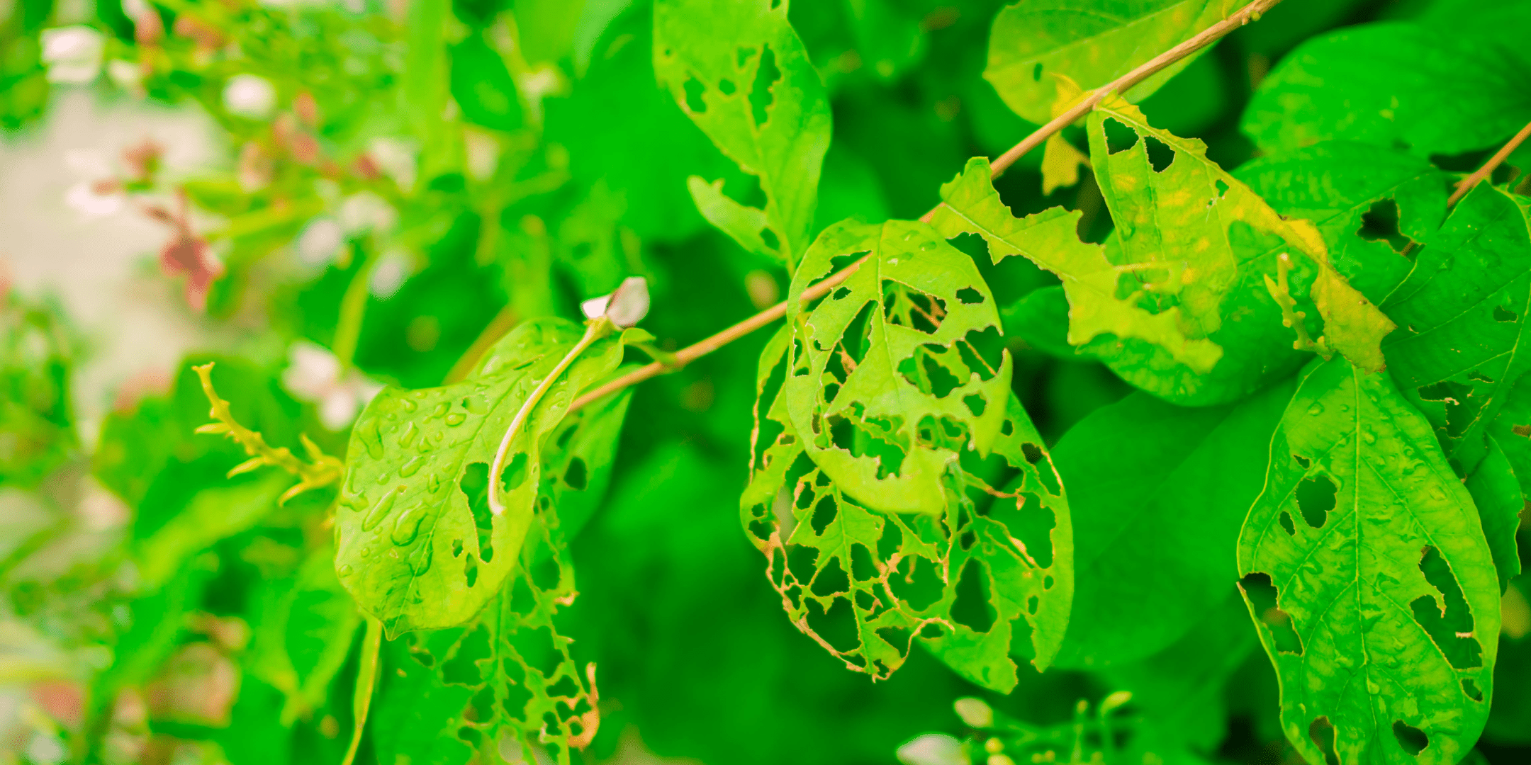 Image for Virtual: What’s Eating Your Plants