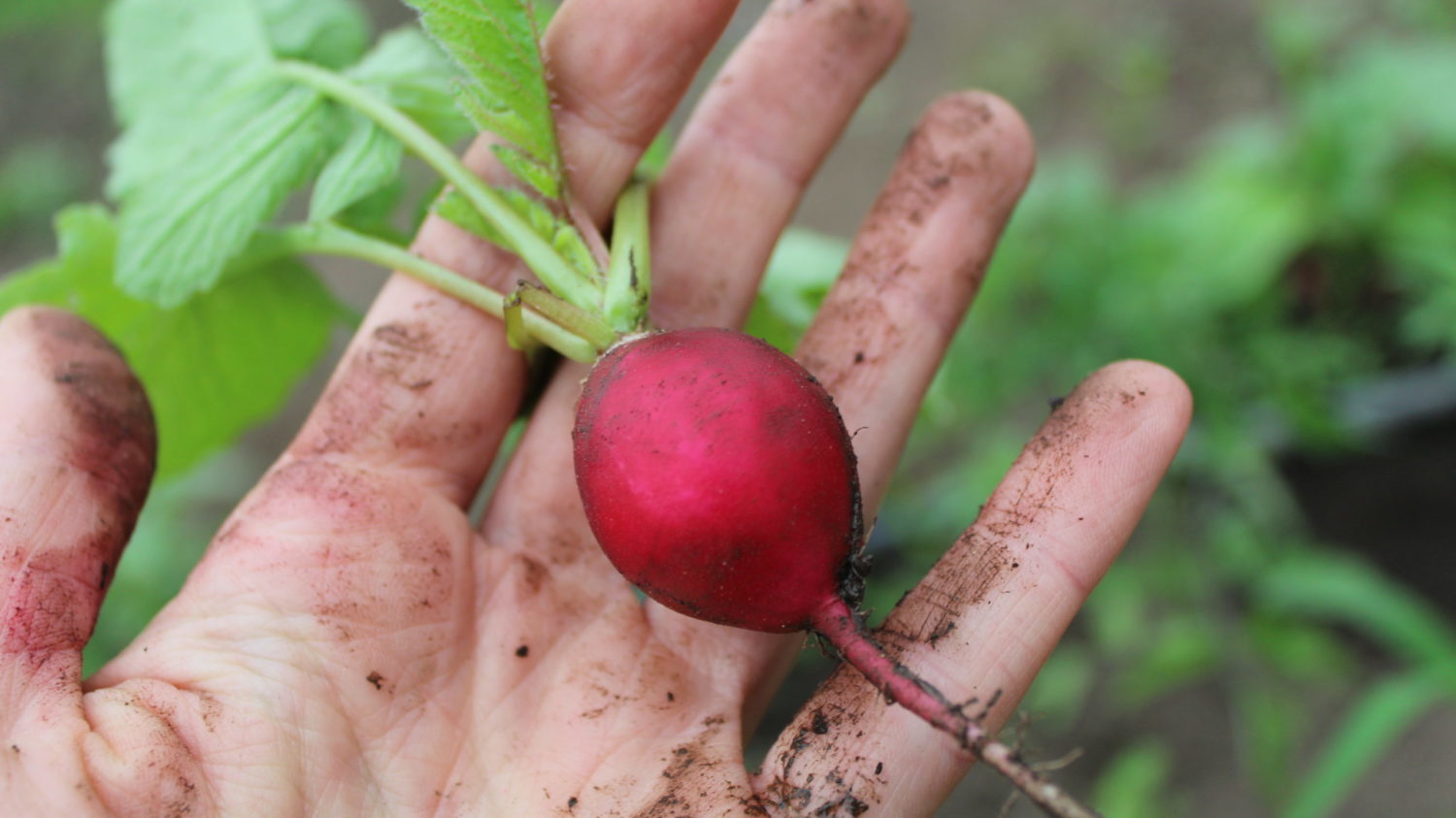 Image for <del>Kids’ Class: Spring Harvest</del>