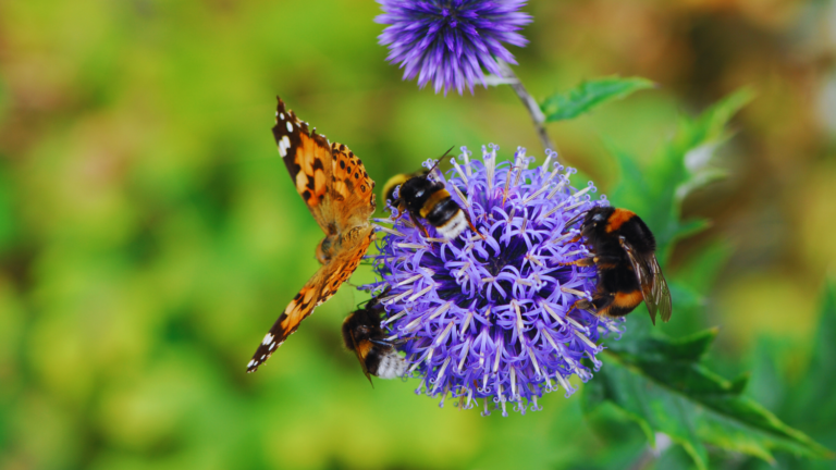 Image for Ask a Master Gardener: Pollinators