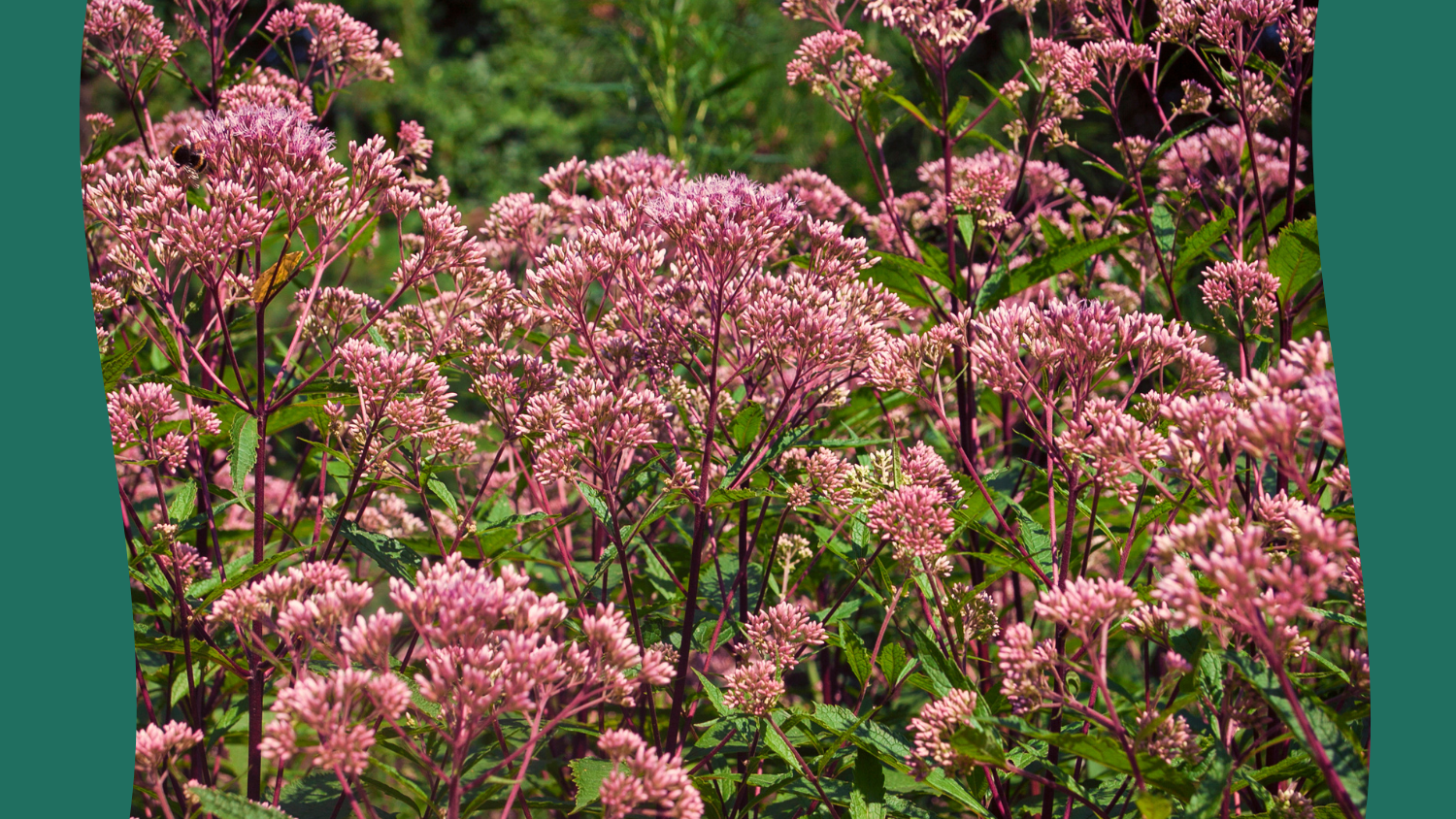 Image for SOLD OUT – West 7th: Exploring Native Plants for your Garden Plan