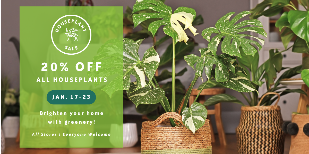 Image for Brighten Your Winter with Houseplants