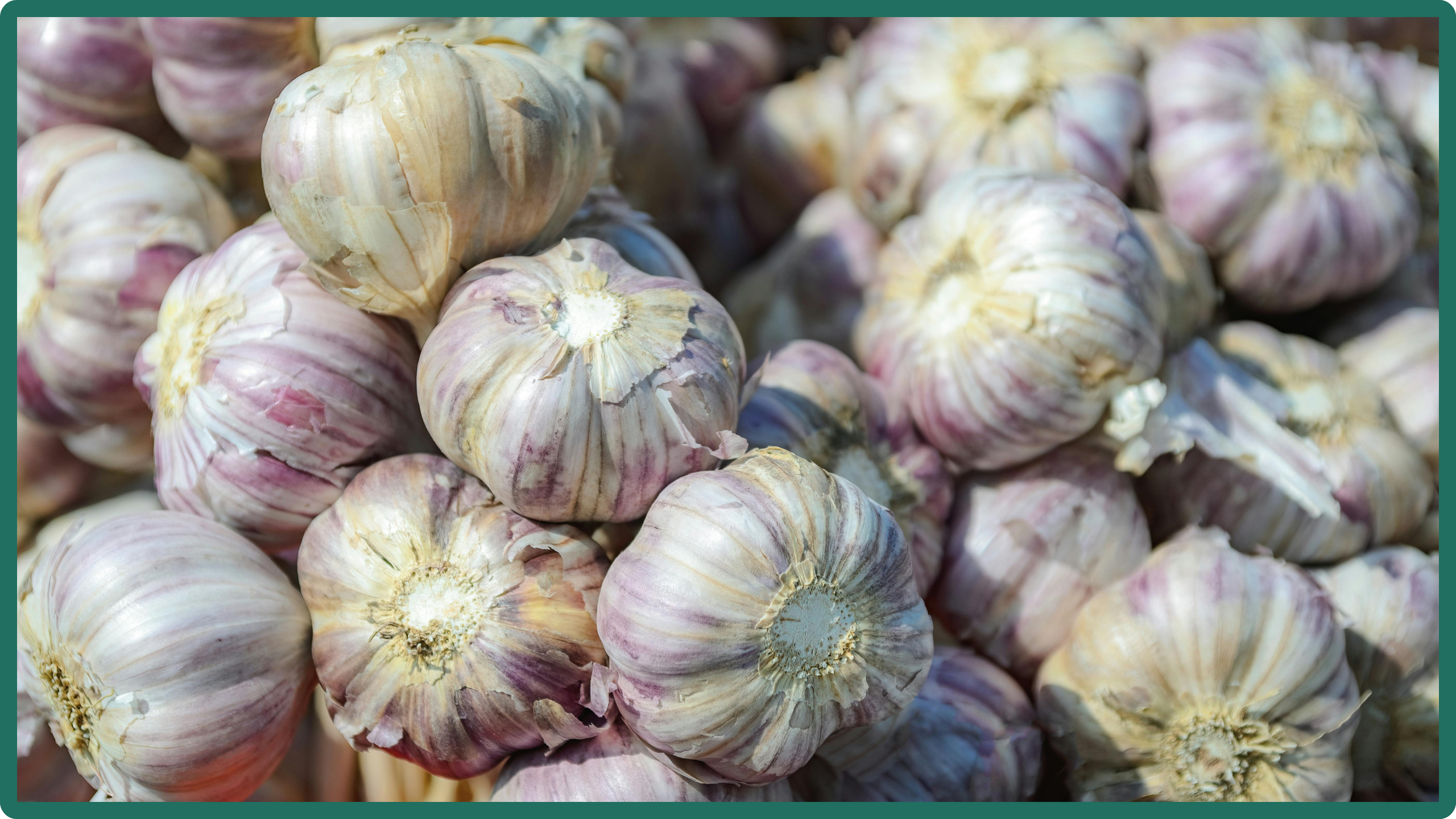 Image for How to Plant, Grow and Cook with Garlic