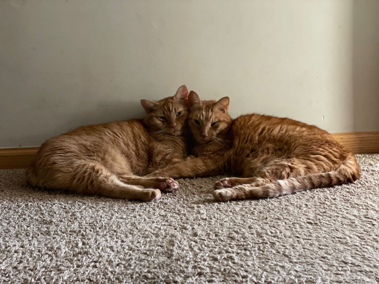 Image for Community Partner Spotlight: Twin Cities Pets