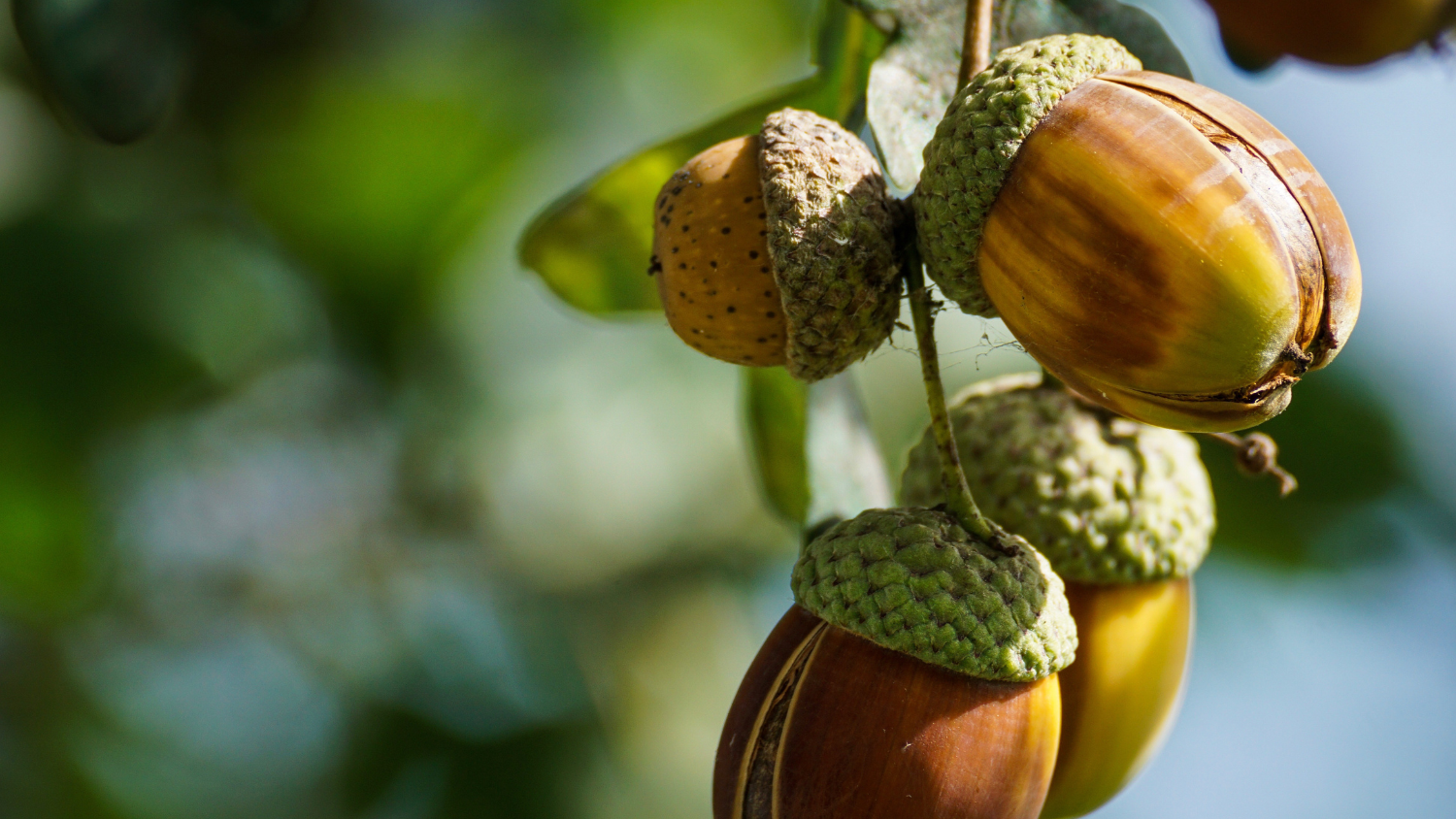 Image for Native American Heritage Month – Úta(Acorns)