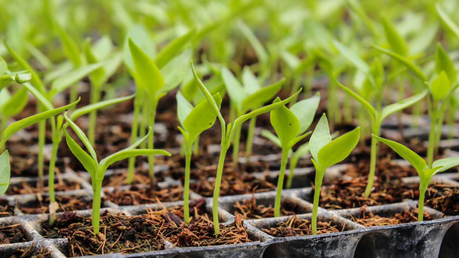 Image for West 7th: Winter Sowing and Starting Seeds Indoors