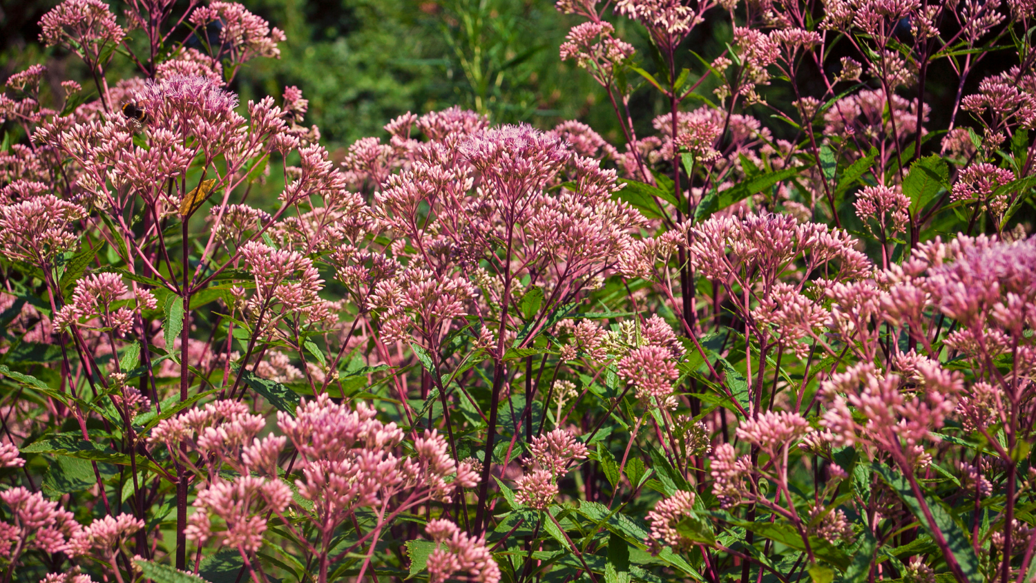 Image for West 7th: Exploring Native Plants for your Garden Plan