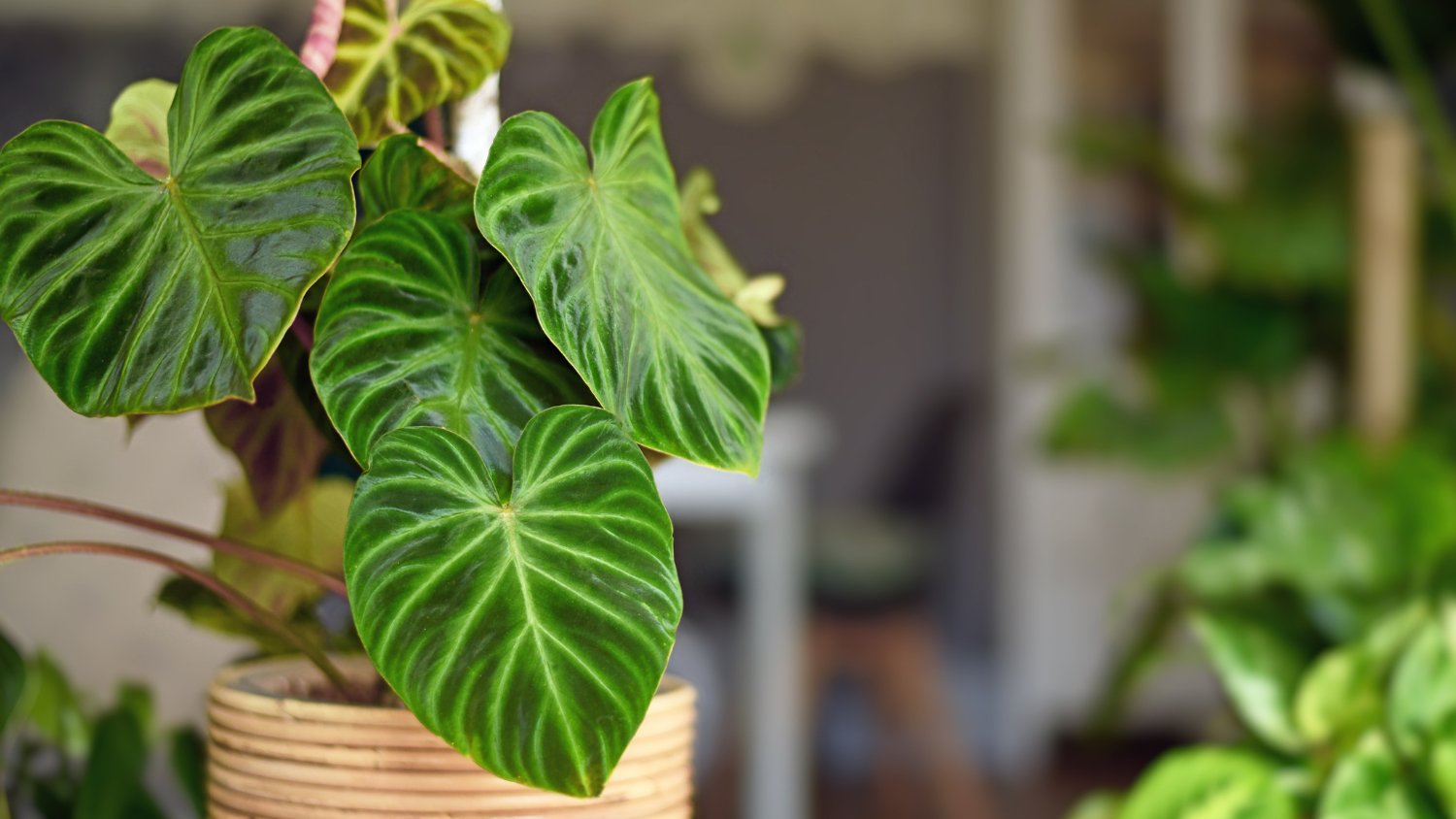 Image for Virtual: Houseplant Success