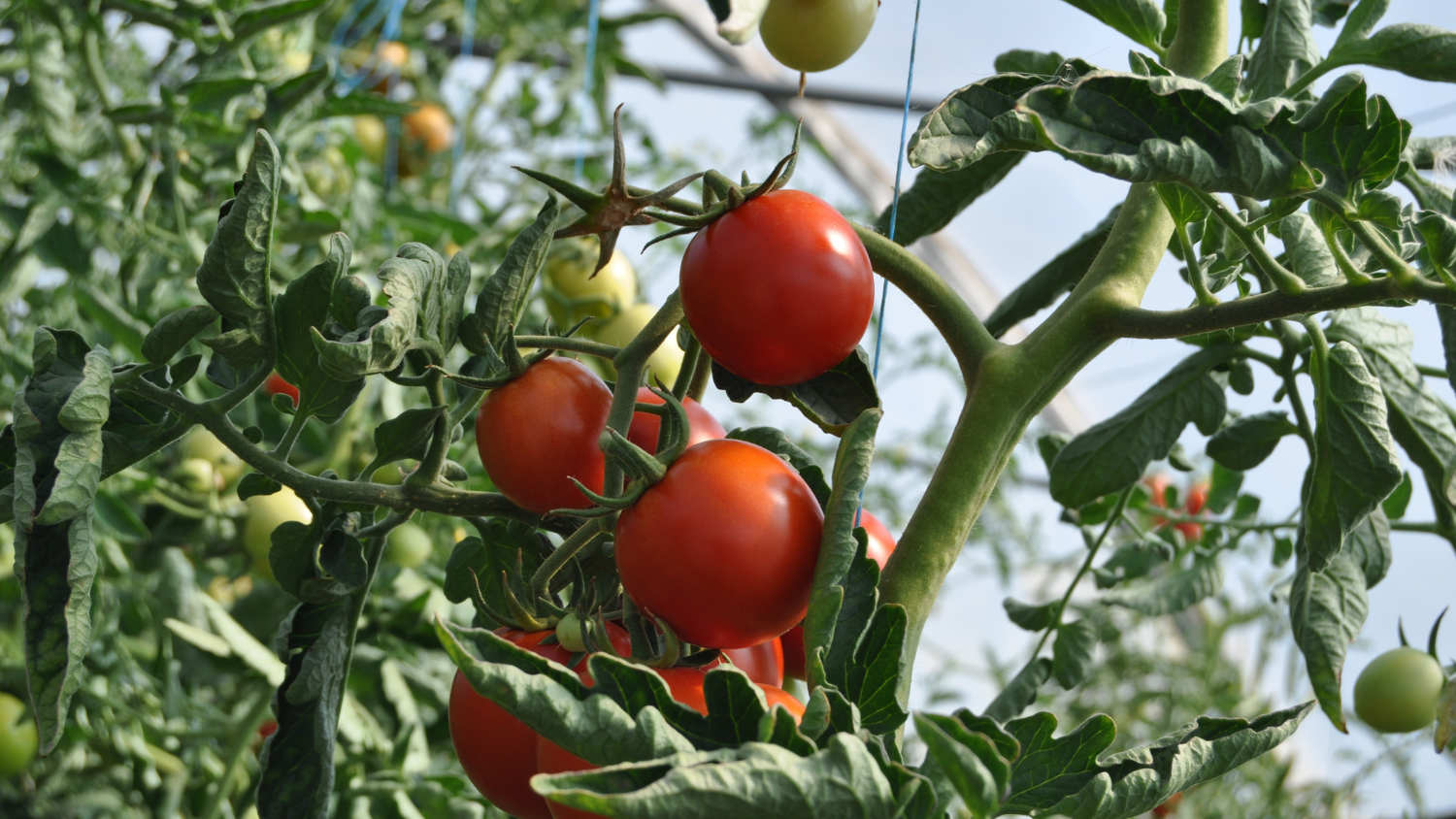 Image for Virtual: Mastering the Art of Tomato Growing