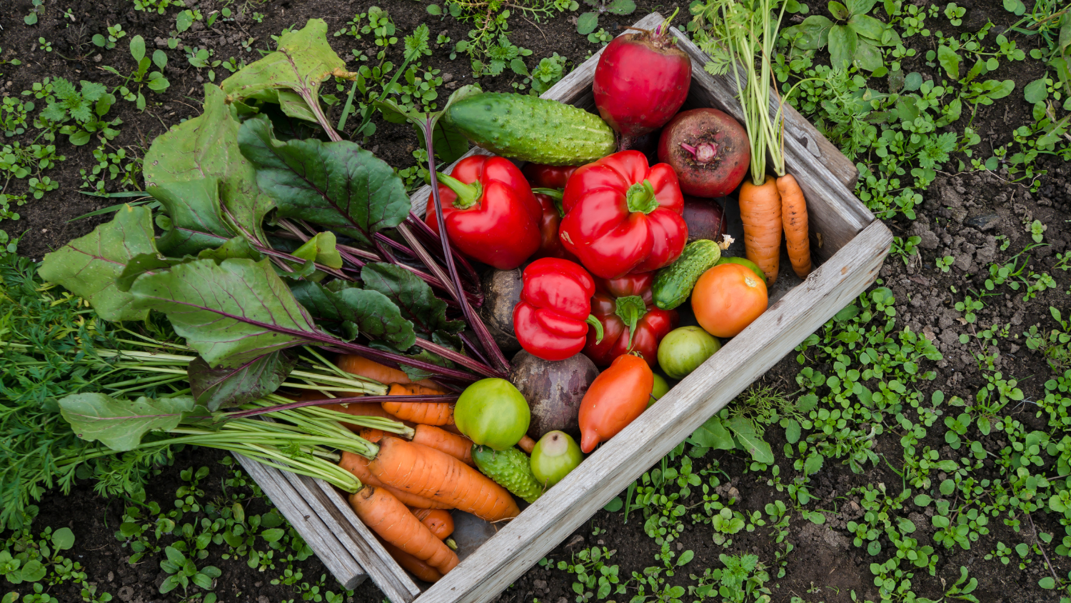 Image for Virtual: Introduction to Vegetable Gardening