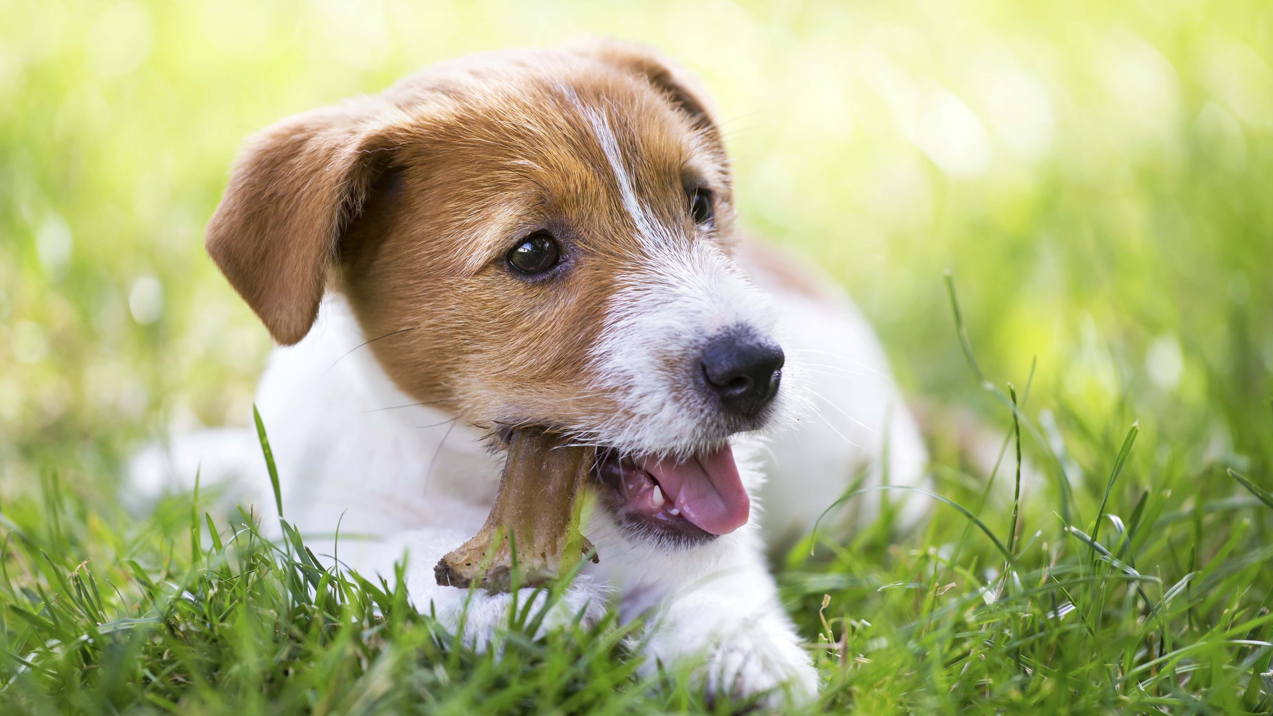 Image for Kids’ Class: DIY Dog Treats